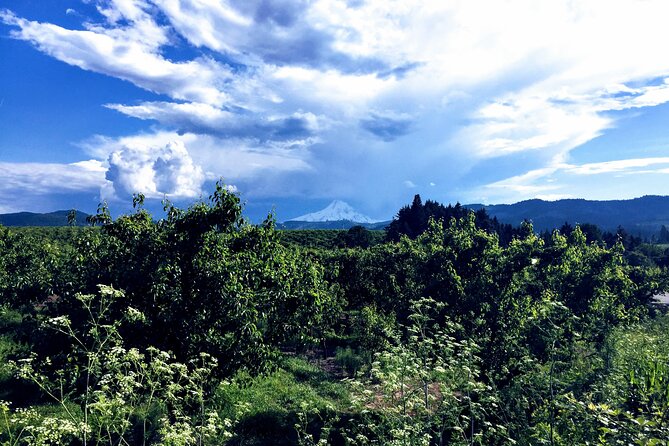 Private Tour at The Hood-Columbia Loop: Timberline, Orchards, and Waterfalls - Timberline Lodge and the high slopes of Mount Hood