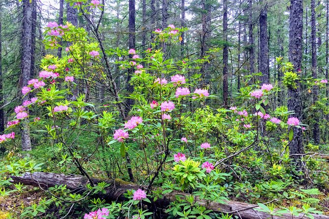 Private Tour at The Hood-Columbia Loop: Timberline, Orchards, and Waterfalls - What the private format adds