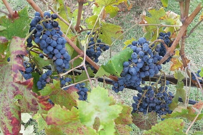 PRIVATE TOUR: Chianti Afternoon tour with visit to 2 wine farms - Leaving Florence on the Via Chiantigiana