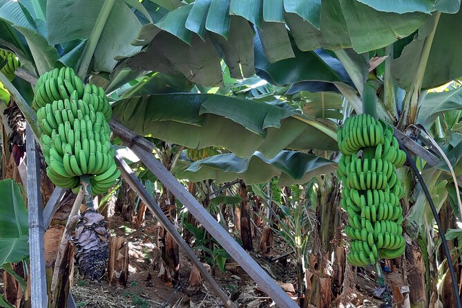 Private Tour of Banana Farm from Funchal - Why a banana farm makes a worthwhile Funchal outing