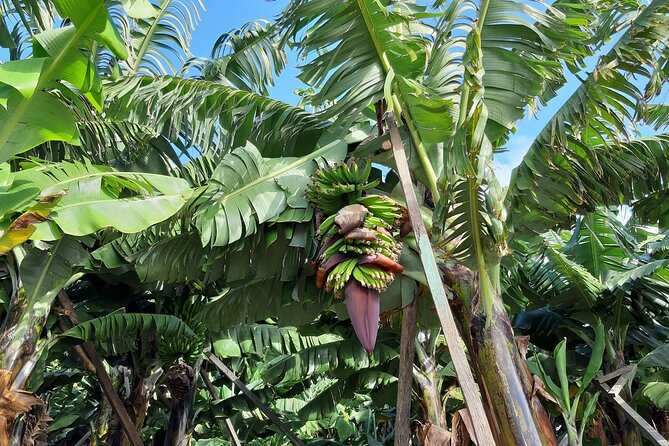 Private Tour of Banana Farm from Funchal - Walking through the banana-growing area