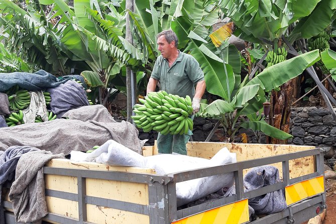 Private Tour of Banana Farm from Funchal - Tasting Madeira’s local banana