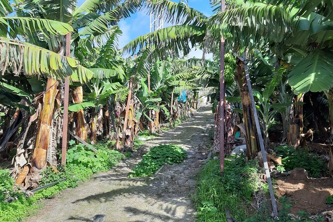 Private Tour of Banana Farm from Funchal - The Funchal viewpoint adds variety