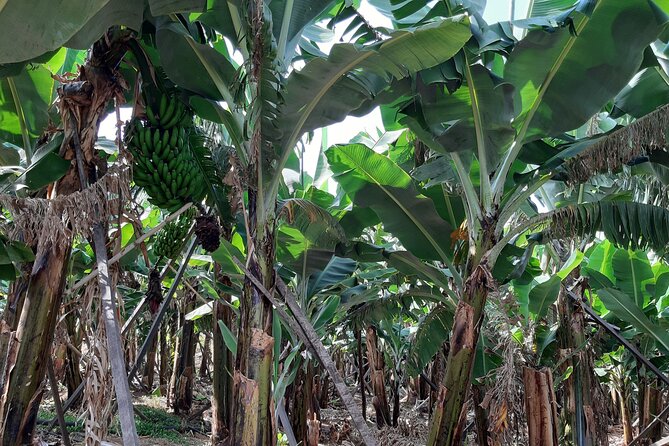 Private Tour of Banana Farm from Funchal - What the $80.98 price means