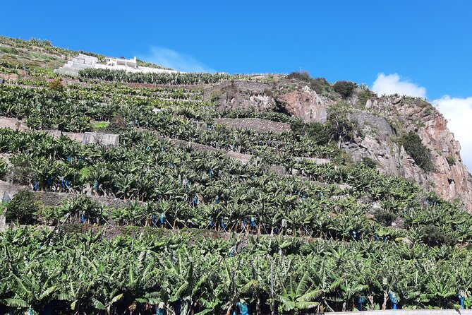 Private Tour of Banana Farm from Funchal - Who will get the most from this tour