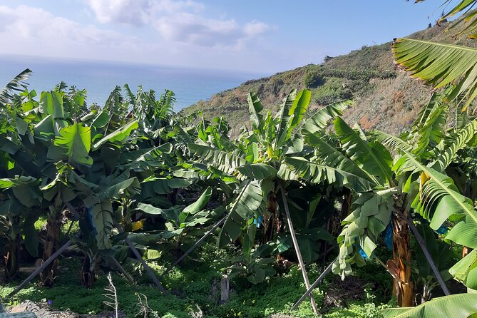 Private Tour of Banana Farm from Funchal - Practical details that affect your day
