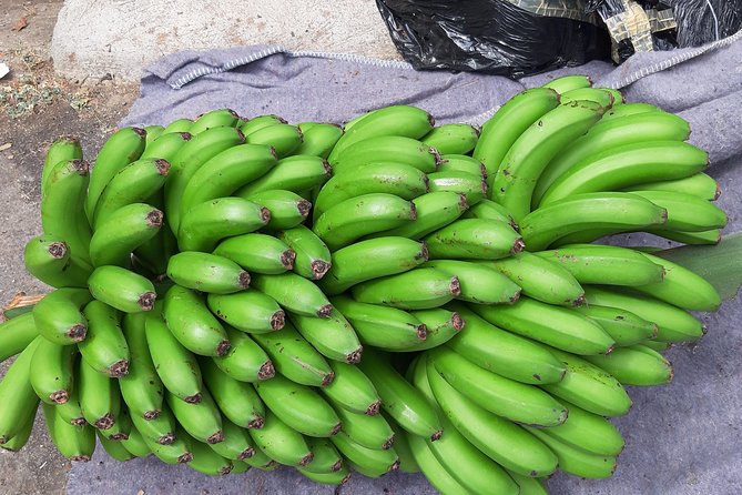 Private Tour of Banana Farm from Funchal - A private 2.5-hour route from your door