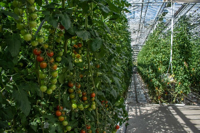Private Tour Of The Golden Circle With Farm Visits In Iceland - Fridheimar: tomatoes grown with geothermal heat