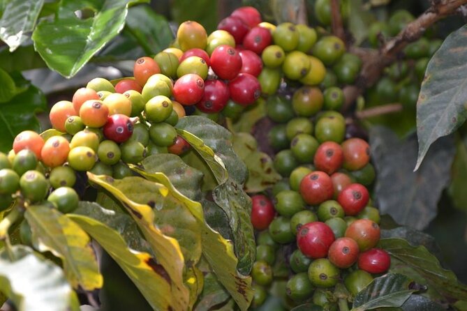 Private Tour to Fairview Coffee Farm in Nairobi with Pickup - Key points at a glance