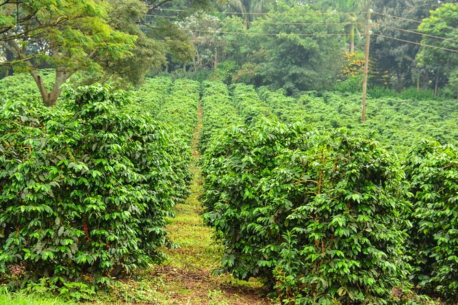 Private Tour to Fairview Coffee Farm in Nairobi with Pickup - From Nairobi streets to Fairview’s coffee grounds