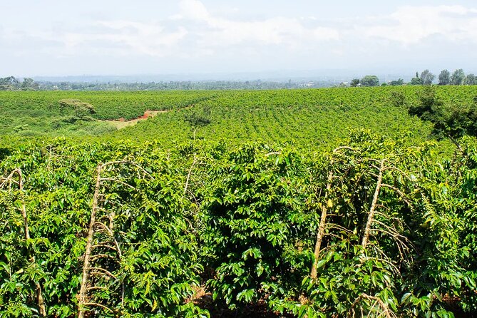 Private Tour to Fairview Coffee Farm in Nairobi with Pickup - Who will enjoy this half-day outing