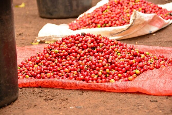 Private Tour to Fairview Coffee Farm in Nairobi with Pickup - Timing tips for the morning and afternoon visits