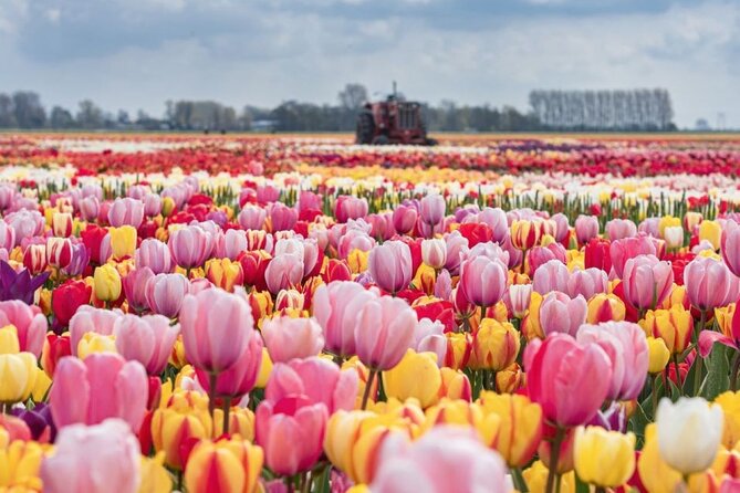 Private Tour to Tulips, Keukenhof, Windmills & Cheese Farm - Key points to know before booking