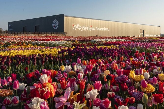 Private Tour to Tulips, Keukenhof, Windmills & Cheese Farm - What is included, and what is not