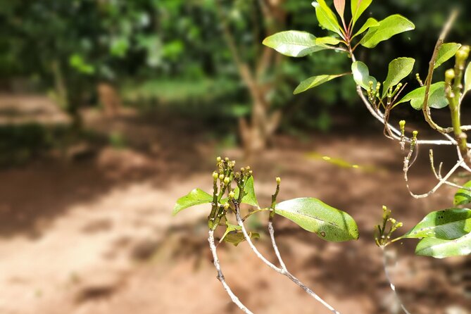 Private Tour Zanzibar Unique Stone Town with spice Farm Plantations - Is $61 a good value?