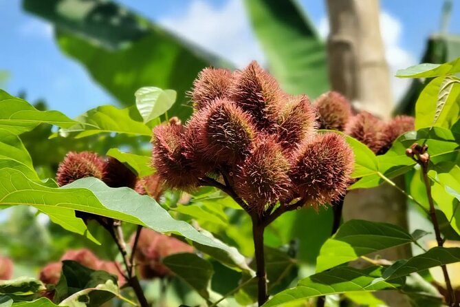Private Tour Zanzibar Unique Stone Town with spice Farm Plantations - Timing, transport, and practical limits