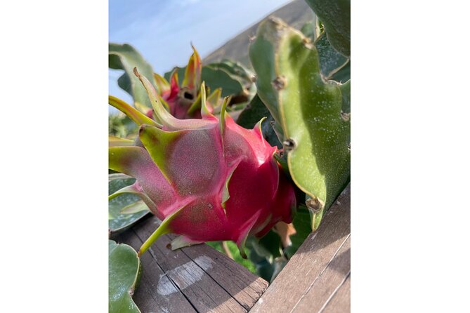 Private Traditional Olive Grove and Dragon Fruit Farm Tour - Key points to know before booking