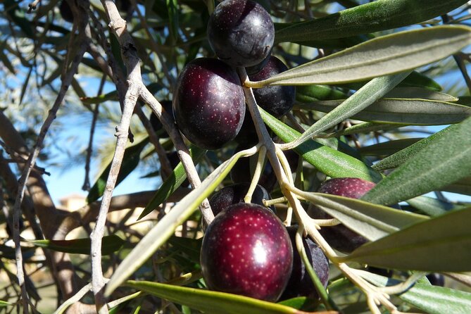 Private Traditional Olive Grove and Dragon Fruit Farm Tour - Why this small farm visit is different