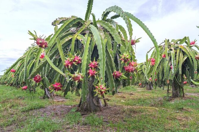 Private Traditional Olive Grove and Dragon Fruit Farm Tour - A good fit for families and curious food lovers