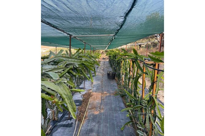 Private Traditional Olive Grove and Dragon Fruit Farm Tour - Practical details that can affect your day