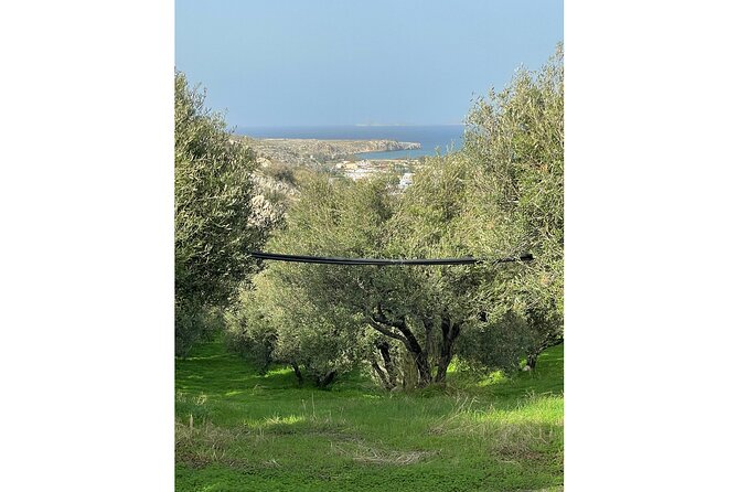 Private Traditional Olive Grove and Dragon Fruit Farm Tour - How this compares with a standard olive-oil tasting