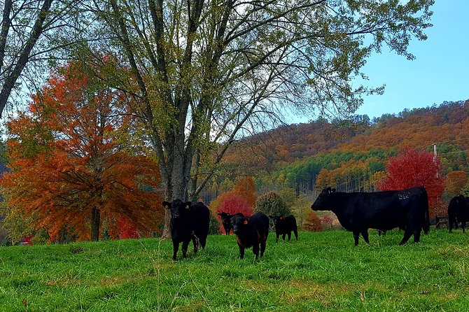 Private Walking Tour of a Real Working Cattle Ranch - Family appeal beyond the cattle fields