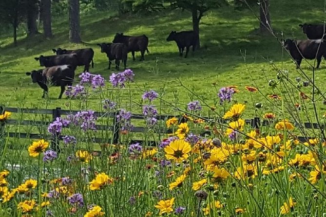 Private Walking Tour of a Real Working Cattle Ranch - Conservation and animal welfare in plain terms