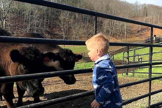 Private Walking Tour of a Real Working Cattle Ranch - Meeting the herd and learning how grazing works