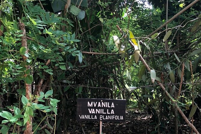 Private Zanzibar Spice Farm Tour - What the guides do best