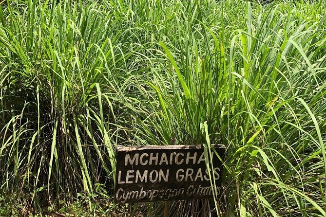 Private Zanzibar Spice Farm Tour - At Jambo Spice Farm, the plants become the lesson
