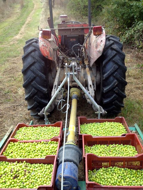 Provence Olive Harvest - What happens from 10:30 or 14:00