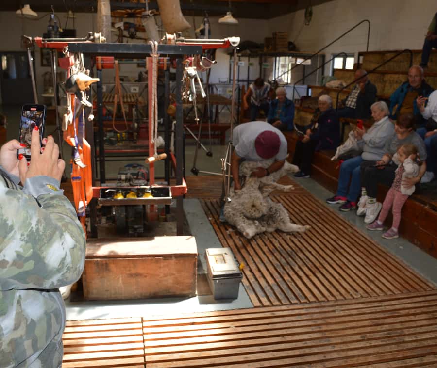 Punta Loma + Ranch Shore Excursion for cruise passengers - Watching a traditional sheep shearing demonstration