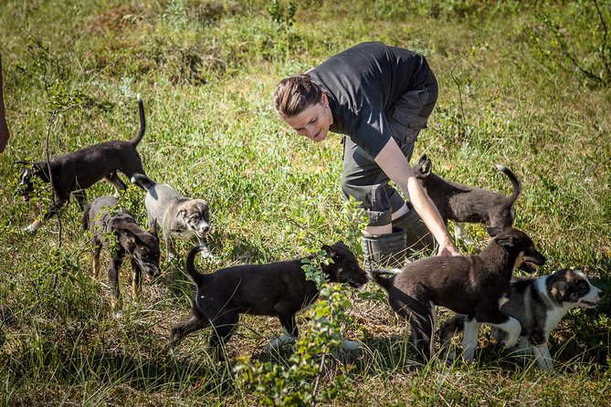 Puppy Training Experience at a Husky Farm in Tromso - Key Points Before You Book