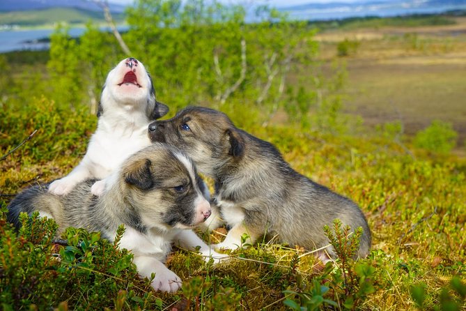 Puppy Training Experience at a Husky Farm in Tromso - Meeting the Puppies at Tromsø Villmarkssenter