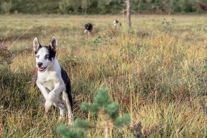Puppy Training Experience at a Husky Farm in Tromso - Walking the Older Puppies and Adult Huskies
