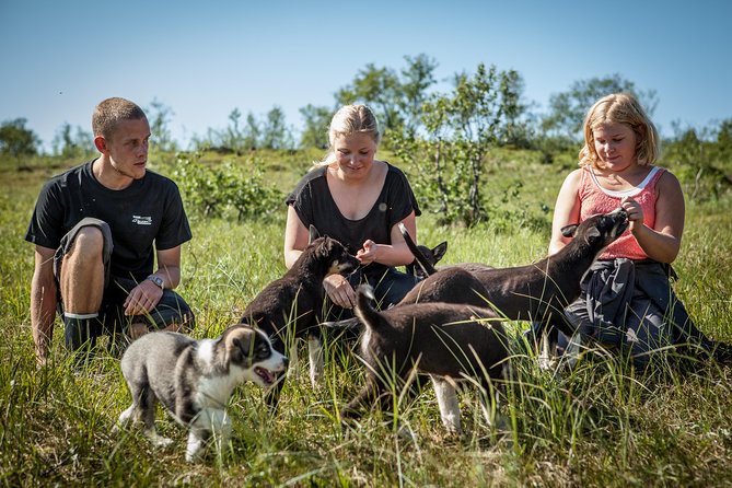 Puppy Training Experience at a Husky Farm in Tromso - The Value of the $176.95 Price