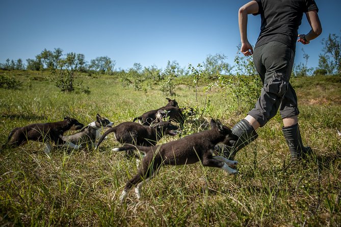 Puppy Training Experience at a Husky Farm in Tromso - Practical Details for a Smooth Visit