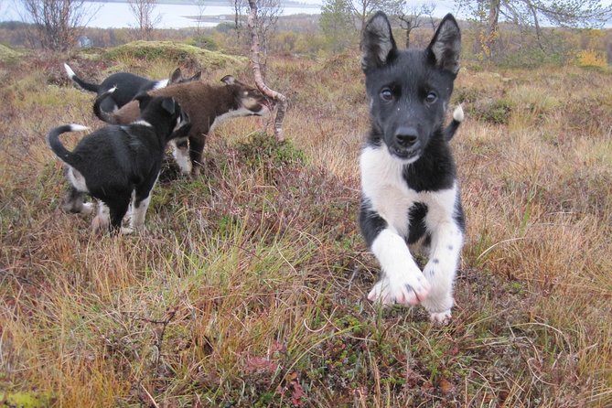 Puppy Training Experience at a Husky Farm in Tromso - What Puppy Training Actually Involves