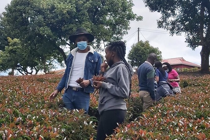 Purple Tea Farm Tour from Nairobi City - Specialty Tea Tasting - Key things to know before booking