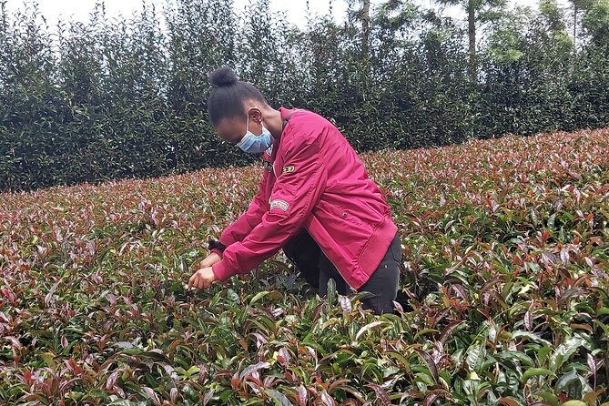 Purple Tea Farm Tour from Nairobi City - Specialty Tea Tasting - Picking purple tea by hand