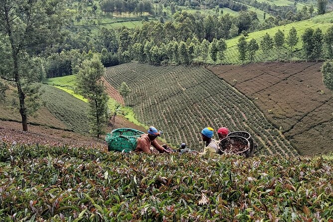 Purple Tea Farm Tour from Nairobi City - Specialty Tea Tasting - Tasting eight Kenyan specialty teas