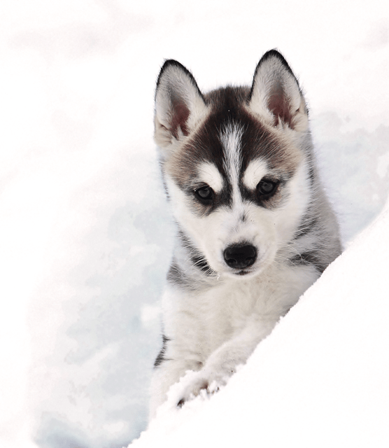 Pyhätunturi: Husky safari 5km including a farm visit - Six Alaskan Huskies, One Short Lapland Safari