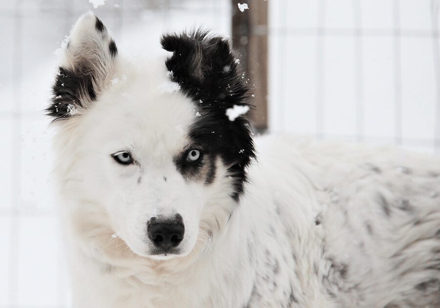 Pyhätunturi: Husky safari 5km including a farm visit - The 4 to 5 Kilometer Run