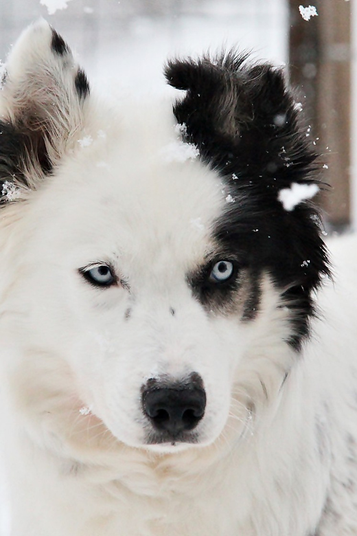 Pyhätunturi: Husky safari 5km including a farm visit - Practical Details Before You Go