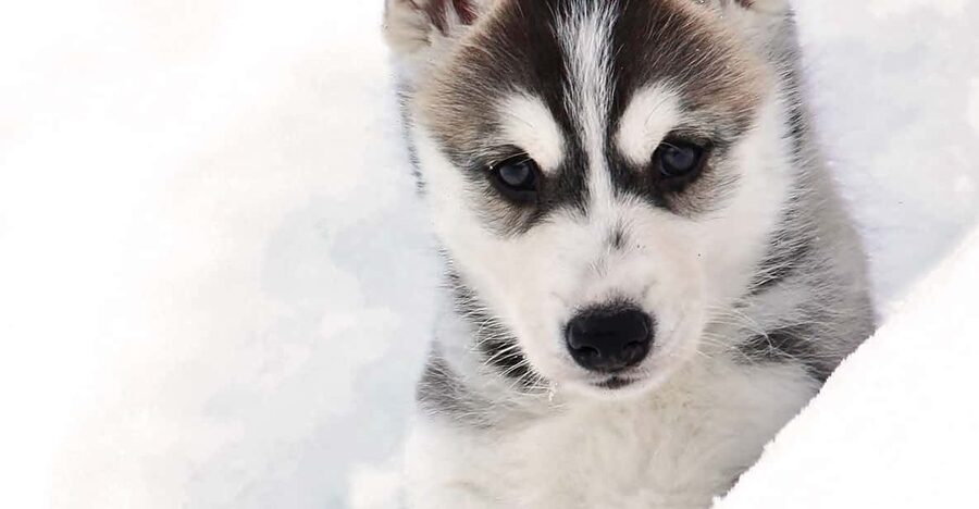 Pyhätunturi: Husky safari 5km including a farm visit - Should You Book the Pyhä Husky Safari?