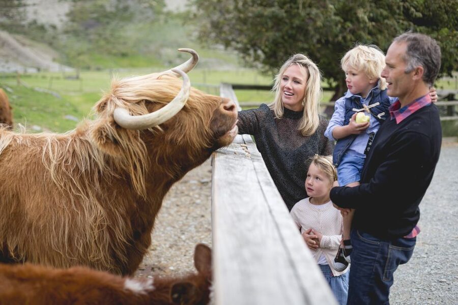 Queenstown: Queenstown Lake Cruise and Walter Peak Farm Tour - Should you book this Queenstown farm tour?