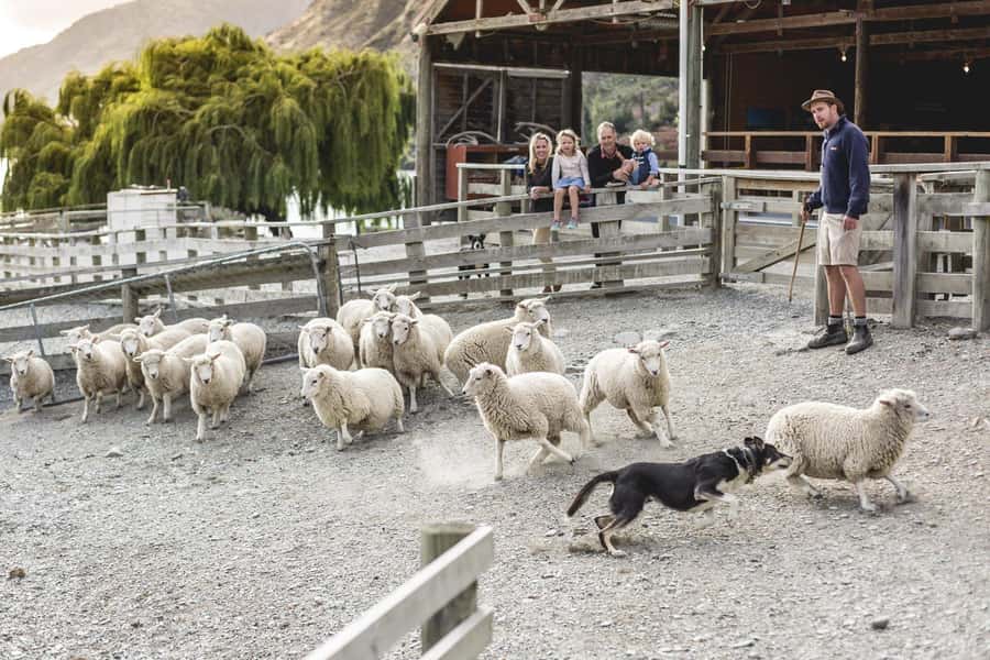 Queenstown: Queenstown Lake Cruise and Walter Peak Farm Tour - Arriving at Walter Peak High Country Farm
