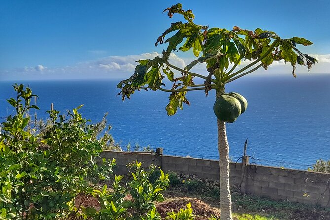 "Re-Canto" Farm-to-Table with Stunning Views at Madeira - A farm above Funchal, with dinner in the sunset