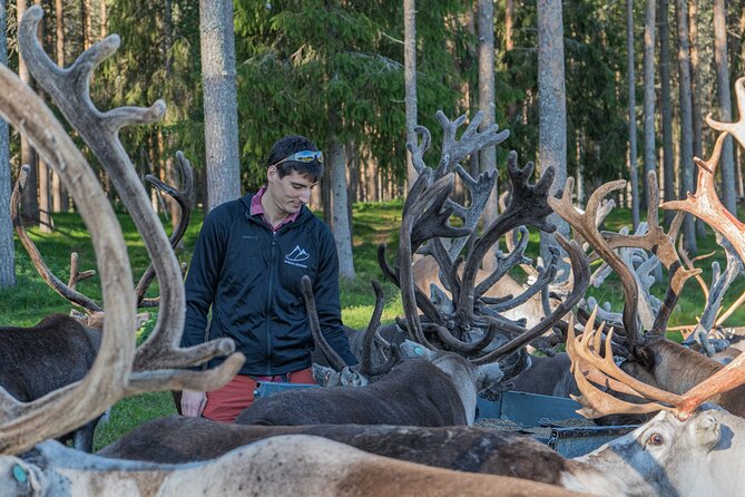 Reindeer Farm Experience in Summer and Autumn from Rovaniemi - Key points to know before you book