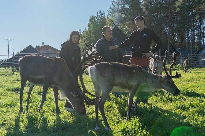 Reindeer Farm Experience in Summer and Autumn from Rovaniemi - Meeting Lapland’s most familiar animal